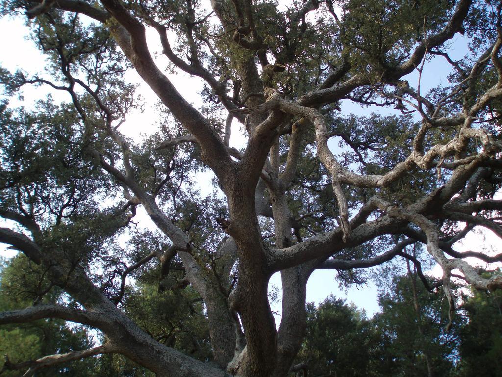 Masia De La Serra De La Cogulla Penarroya De Tastavins ภายนอก รูปภาพ