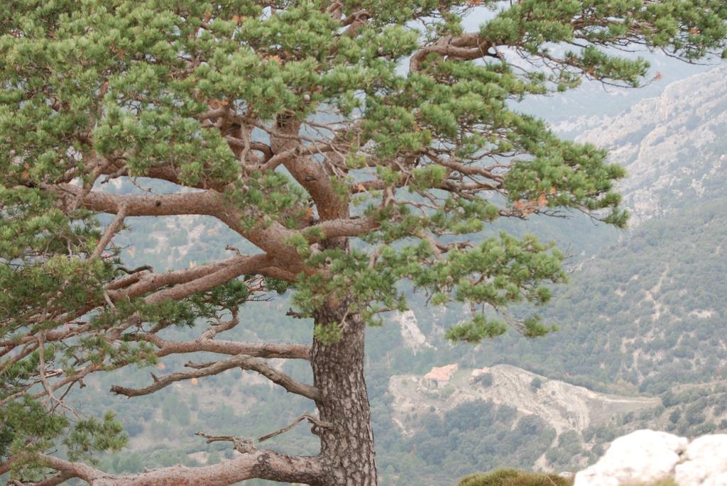 Masia De La Serra De La Cogulla Penarroya De Tastavins ภายนอก รูปภาพ